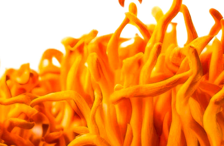 Cordyceps-Type Mushroom