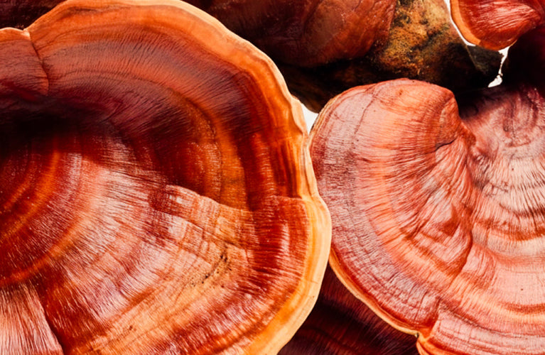 Reishi